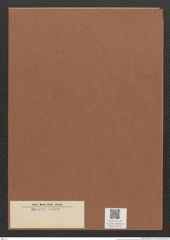 Diatomeae indet. Zeichnungen Sammlung Grunow Mappe 03479 (Herbarium_W_Grunow_drawings_Folder_03479)